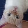 Sasmizu's profile picture