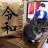 パチンコ大好きタクト🐈 的头像