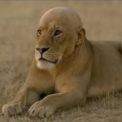 ArsalanBaykal's profile picture