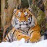 • टाइगर 🐅 的头像