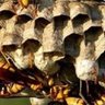 Nguvayakwana profil fotoğrafı