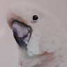 Jason 🇦🇺 profil fotoğrafı