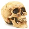 bolokopplok's profile picture