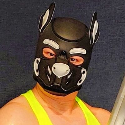 野良犬たかし Pup Norainu's profile picture