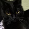 Фото профиля 🦂🐈‍⬛🍉🌹💀🌹🍉🐈‍⬛🦂