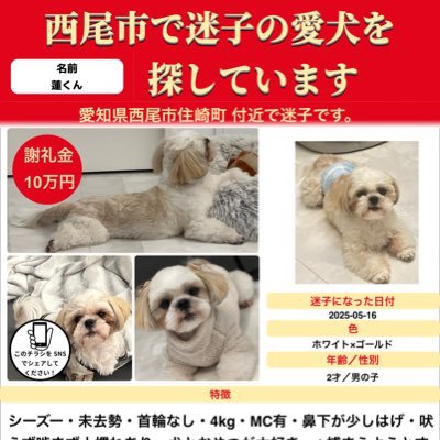 蓮のママ(愛知県西尾市で迷子のシーズー蓮を探しています)'s profile picture