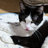 Фото профиля 猫湖