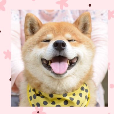 SHIBA's profile picture