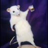 Rat profil fotoğrafı
