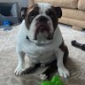 ChodeDog's profile picture