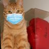 Фото профиля Milo’s Asshole Orange Tabby