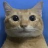 Profilbild von Castoro