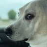 msanimallover71 profil fotoğrafı