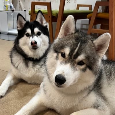 Luna_husky0603's profile picture