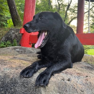 jkun_temple's profile picture