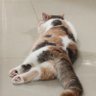 StLouisYuan profil fotoğrafı