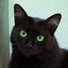 pai de pet, pai da Lia's profile picture