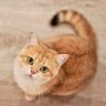 Oscardacat profil fotoğrafı