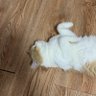 fenghai profil fotoğrafı