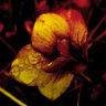 Фото профиля Dorothee