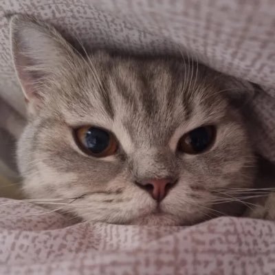 ace's profile picture