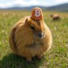 ₿itcoin ₿acteria's profile picture