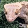 ROLAKI YENDORI profil fotoğrafı