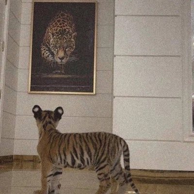 xet's profile picture