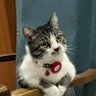 MikoLoveSpeeddd profil fotoğrafı