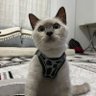 abdulsıtar's profile picture