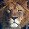 Profilbild von Salar Sardar