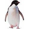 Фото профиля Penguin Ostovayi