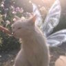 Фото профиля lilu 🐈⬛