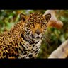 waseem Ahmed profil fotoğrafı