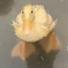 duck profil fotoğrafı