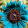 Profilbild von blue sun flower