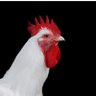 Capitelli profil fotoğrafı