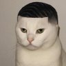 bob 的头像