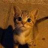 Billi_ka_mausa profil fotoğrafı