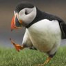 张追 profil fotoğrafı
