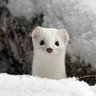 Profilbild von LordComet