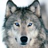 🐺 Yalnız Kurt 🐺 的头像