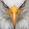 Stuart Ragnone profil fotoğrafı