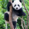 Panda 的头像