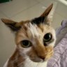 🍇 ⋆ 🍪 🎀 𝒮𝓊𝓂𝒾 𝒦𝒸𝓊𝒾𝓃𝑔𝒿 🎀 🍪 ⋆ 🍇 的头像