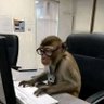 Wakamondi's profile picture