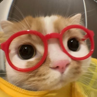 couchpawteto's profile picture
