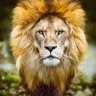 Profilbild von True Asante