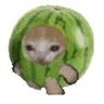 舟's profile picture