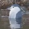 Profilbild von ロクキ